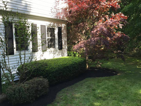 Front yard landscaping along a white house with trimmed hedges, fresh black mulch beds, and a red-leaf ornamental tree beside a green lawn in Seneca Falls, NY.