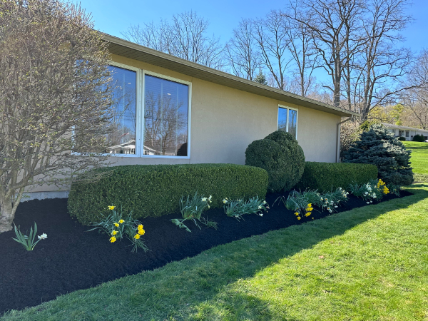 Residential foundation planting with manicured hedges, blooming flowers, and fresh mulch beds along the side of a home.